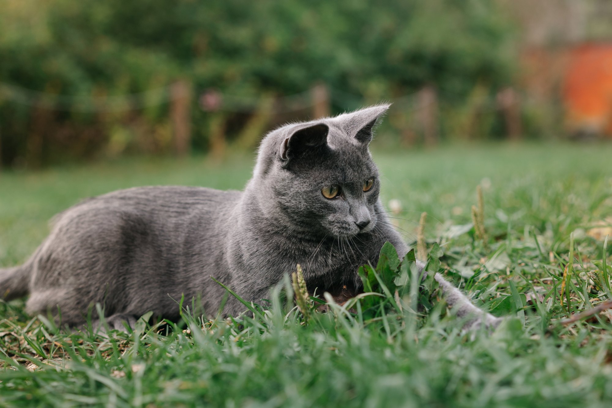 Οι αιτίες που οι γάτες τρώνε χορτάρι - Πότε απευθυνόμαστε στον κτηνίατρο