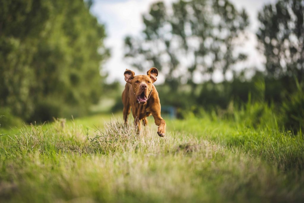 Σκύλος: Βόλτα χωρίς λουρί; Οι κίνδυνοι που ελλοχεύουν
