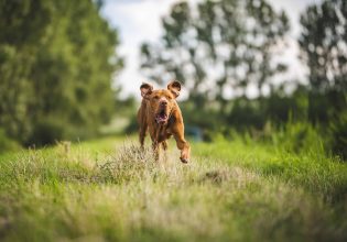 Σκύλος: Βόλτα χωρίς λουρί; Οι κίνδυνοι που ελλοχεύουν