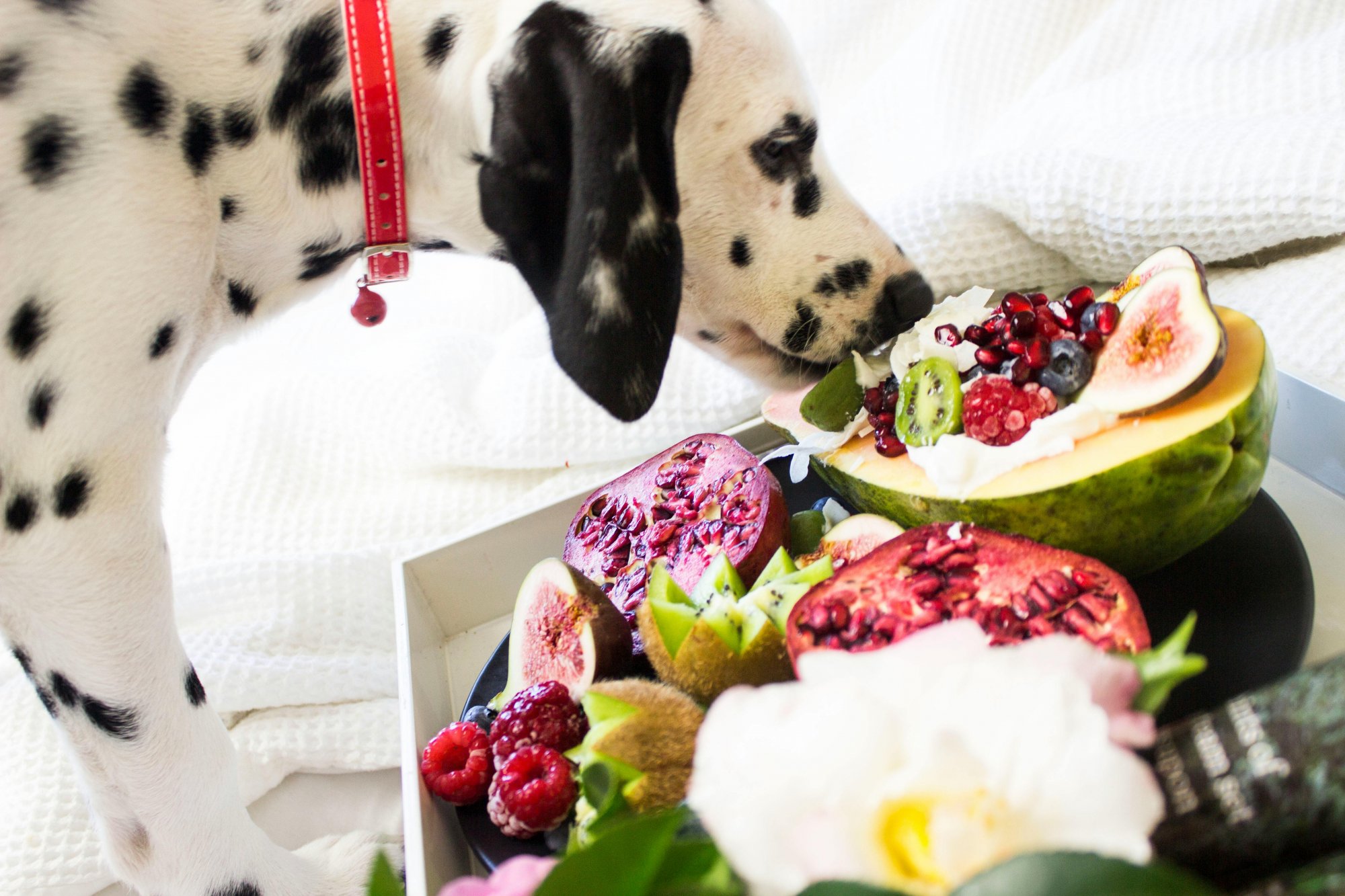 Πώς θα αποτρέψετε τον σκύλο σας από το να κλέβει φαγητό – Πολύτιμες συμβουλές