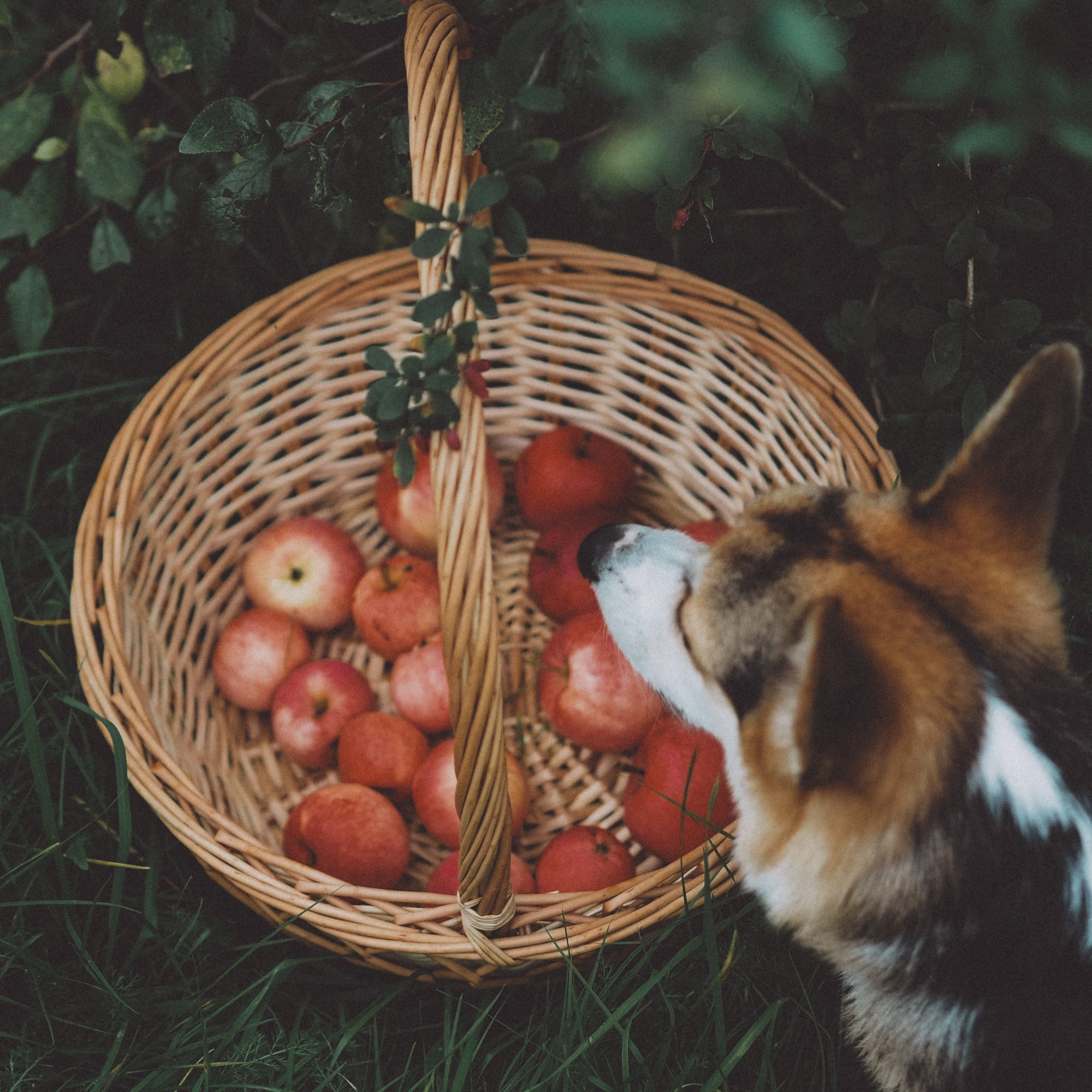Ιανουάριος: Τα φρέσκα λαχανικά και φρούτα που κάνουν καλό στον σκύλο