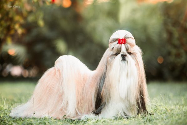 Σι Τζου: Κοινωνικός, στοργικός και πεισματάρης