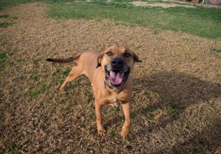 Αλφρέδο: Ο τετραπέρατος, παιχνιδιάρης σκύλος αναζητά οικογένεια