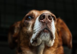 Γιατί ένας σκύλος γαυγίζει στους επισκέπτες; Οι λύσεις του προβλήματος