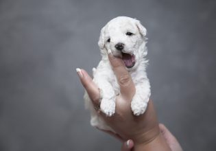 Σας έχει «τρελάνει» στα δαγκώματα το κουτάβι σας; Πώς θα του κόψετε αυτή τη συμπεριφορά
