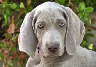 Ο θαρραλέος, ιδιοφυής και αγαπησιάρης σκύλος της φυλής Weimaraner