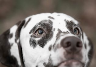 Τι δεν πρέπει να απαγορεύετε στον σκύλο σας όταν τον πηγαίνετε βόλτα