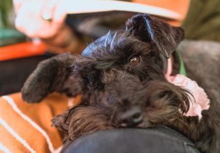 Πέντε συμπεριφορές του σκύλου που παρερμηνεύουμε