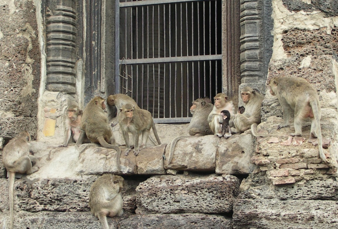 Thailand: Thousands of hungry monkeys take over the city center, and locals and tourists flee