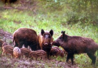 Θεσσαλονίκη: Επιβεβαιώθηκε νέα εστία αφρικανικής πανώλης των χοίρων