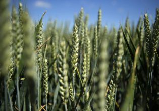 Μεταλλαγμένα τρόφιμα: Προς χαλάρωση οι ευρωπαϊκοί κανόνες για νέες τεχνικές