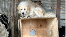 Είχε 54 σκυλιά στο σπίτι και το οικόπεδό της – Έγιναν καταγγελίες, έπεσαν «βροχή» τα πρόστιμα