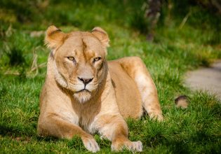 Πώς ένα μυρμήγκι νίκησε τα λιοντάρια της Αφρικής