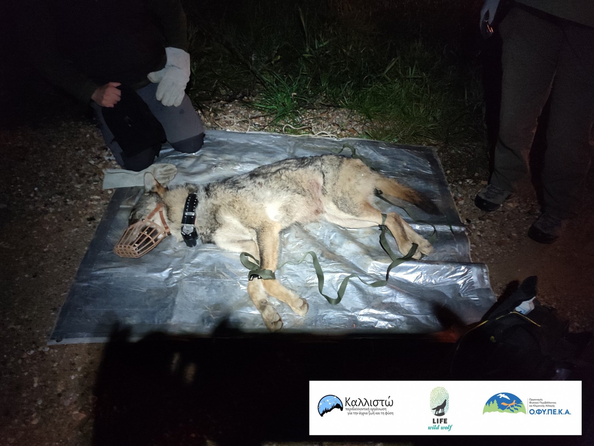 Καλλιστώ: Απομακρύνθηκε λύκος από την Αμυγδαλέζα και επανεντάχθηκε σε κοντινή δασική περιοχή