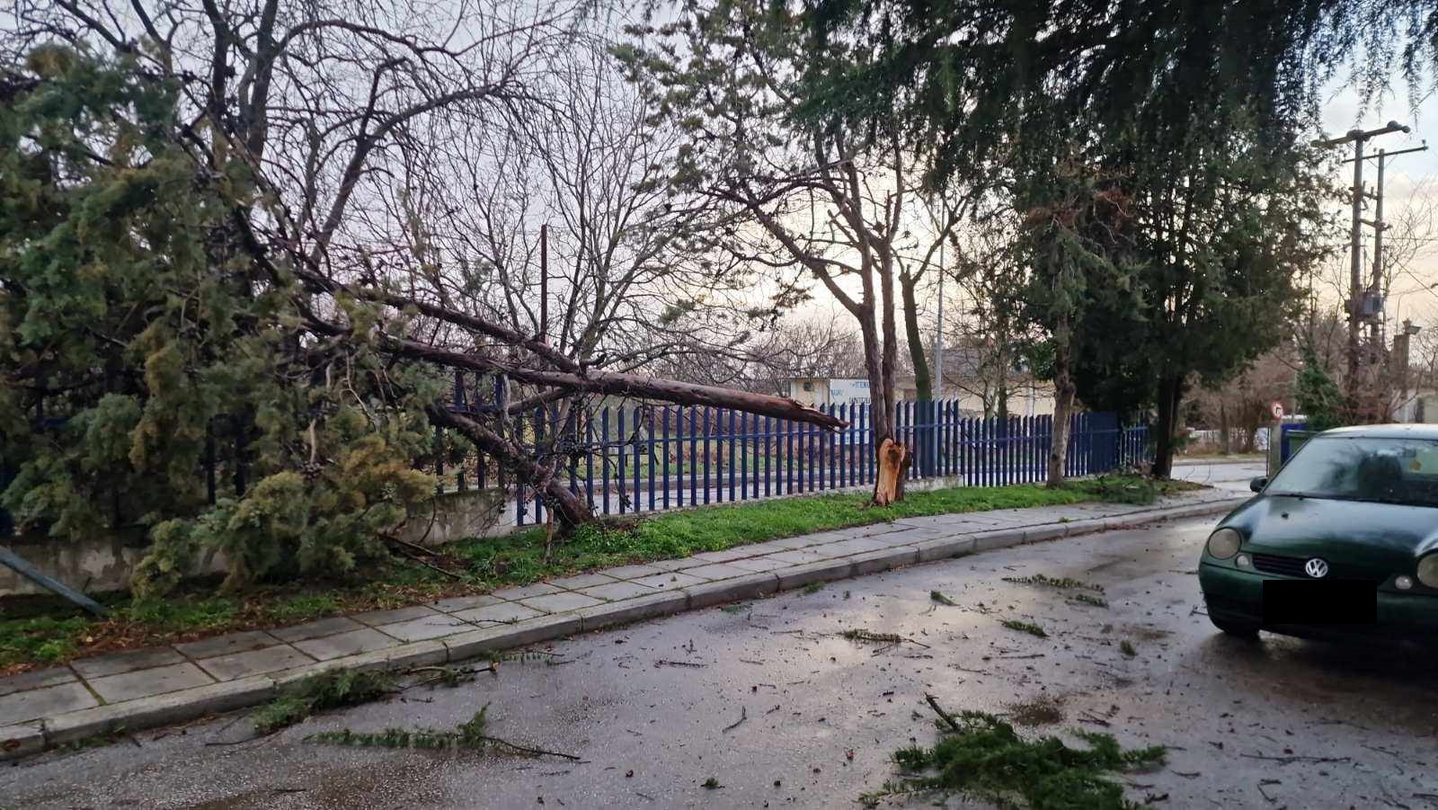 Πτώσεις δέντρων έκλεισαν τα... σχολεία σε περιοχή της Θεσσαλονίκης