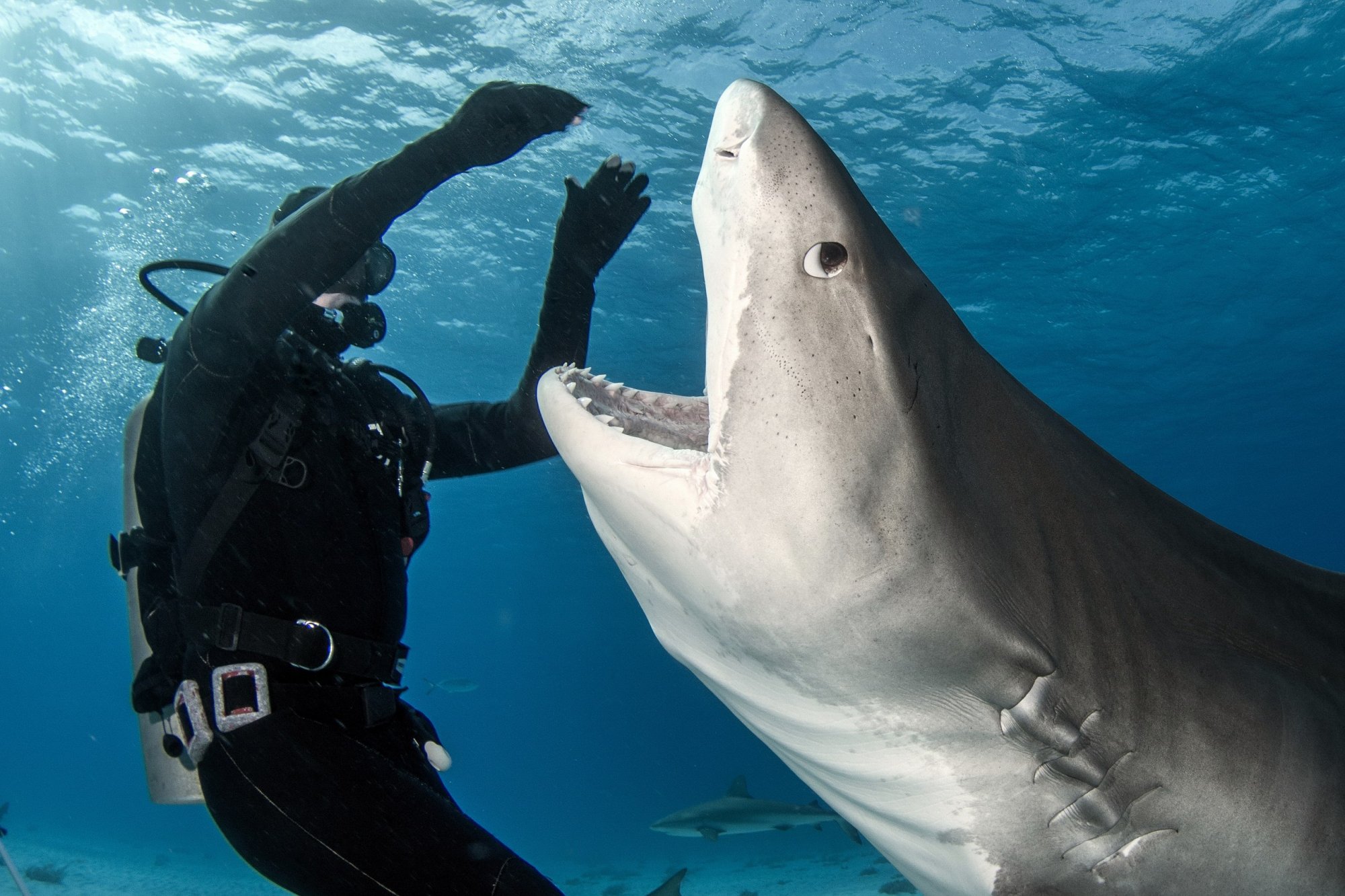 Καρέ καρέ η στιγμή που καρχαρίας τίγρης καταπίνει μία... κάμερα