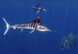 Βίντεο: Αρπακτικό ψάρι αλλάζει χρώμα ακαριαία καθώς επιτίθεται