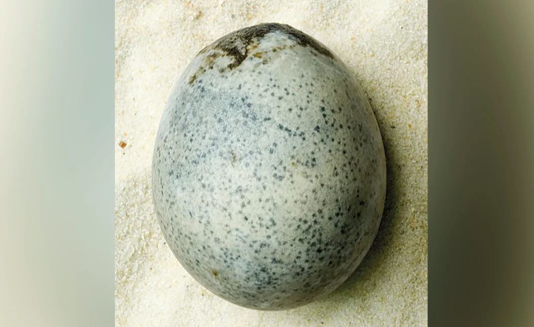 Αβγό διατηρήθηκε για 1.700 χρόνια με τον κρόκο και το ασπράδι του