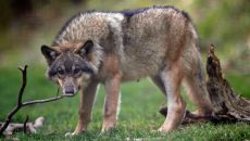 Λύκος που διέσχισε την Ευρώπη κατέρριψε ρεκόρ απόστασης