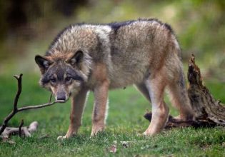 Λύκος που διέσχισε την Ευρώπη κατέρριψε ρεκόρ απόστασης