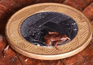 Αυτό το βατραχάκι είναι το μικρότερο σπονδυλωτό του κόσμου
