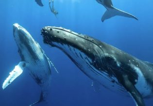 Θέμα λάρυγγα – Πώς οι φάλαινες τραγουδούν τα πιο δυνατά σουξέ στη Γη