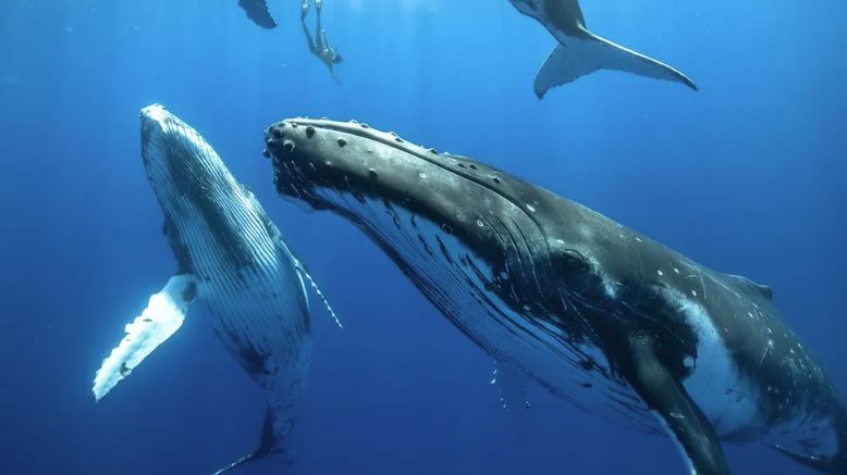 Θέμα λάρυγγα - Πώς οι φάλαινες τραγουδούν τα πιο δυνατά σουξέ στη Γη