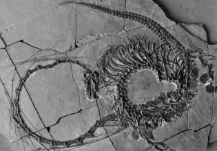 Κίνα: Βρέθηκε απολιθωμένος «δράκος» 240 εκατομμυρίων ετών