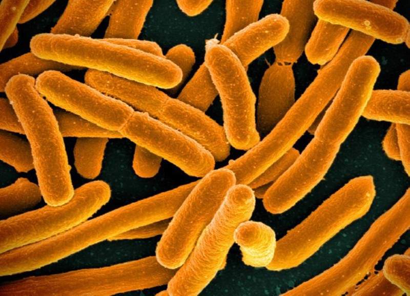 E.coli: Εντοπίστηκε νέο «υπερανθεκτικό» στέλεχος του βακτηρίου