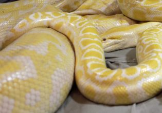 Φίδι 200 κιλά και 8 μέτρα βρέθηκε στον Αμαζόνιο – Το βίντεο που τράβηξαν επιστήμονες