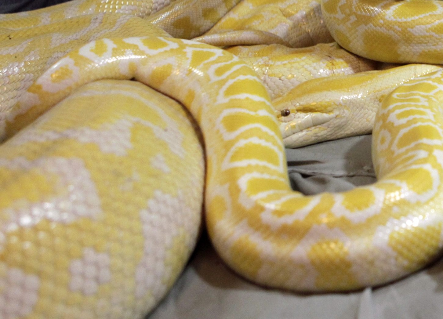 Φίδι 200 κιλά και 8 μέτρα βρέθηκε στον Αμαζόνιο - Το βίντεο που τράβηξαν επιστήμονες