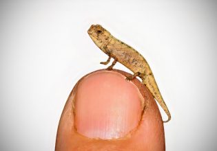 Οι Τοσοδούληδες – Συστάσεις με τα μικρότερα πλάσματα του κόσμου