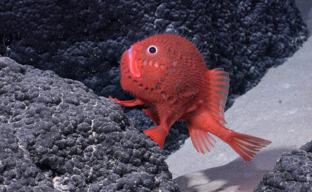 Πάνω από 100 νέα είδη ζώων ανακαλύφθηκαν σε αχανή υποβρύχια οροσειρά (εικόνες)