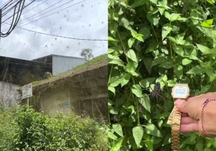 Μπαλί: Τεράστιες αράχνες έχουν κυριεύσει το νησί – «Οι ιστοί τους φτάνουν τα 20 μέτρα»