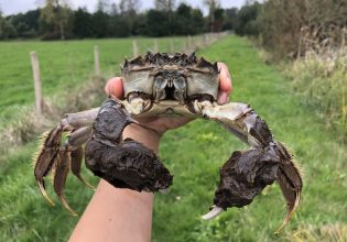 Εκατομμύρια ξενόφερτα καβούρια εισβάλλουν στην Ευρώπη