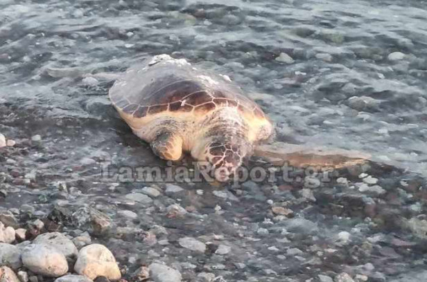 Φθιώτιδα: Χελώνα καρέτα-καρέτα ξεβράστηκε στην ακτή – Ήταν χτυπημένη στο κεφάλι