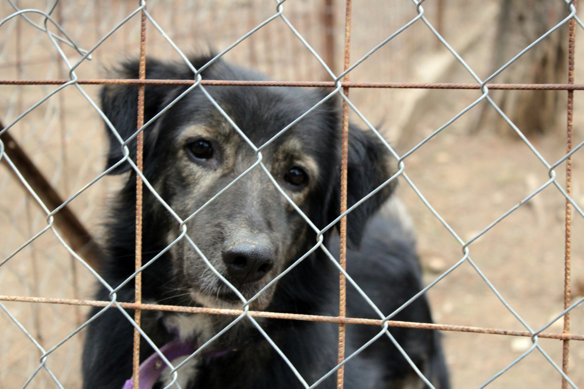 Κτηνωδία στη Νέα Αγχίαλο - Νεκρά 5 σκυλάκια από φόλα σε ξηρά τροφή