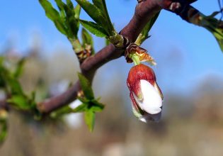 Αμυγδαλιά: Πώς θα καταπολεμήσετε εχθρούς και ασθένειες της εποχής