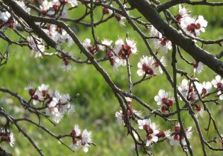 Κεντρική Μακεδονία: Μέτρα αντιμετώπισης του ελλιπούς ψύχους στις δενδροκαλλιέργειες