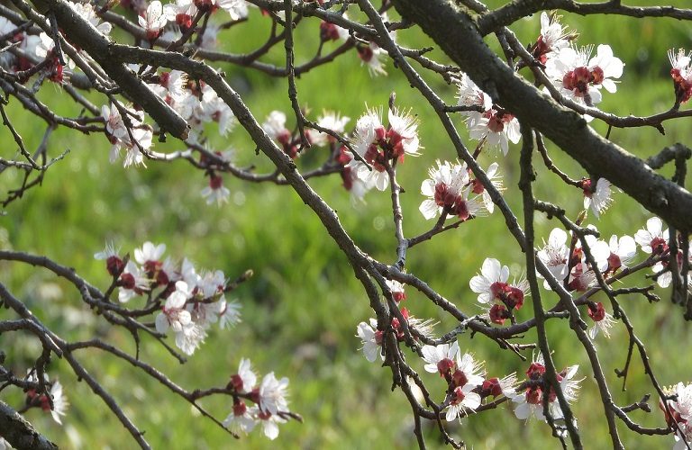 Κεντρική Μακεδονία: Μέτρα αντιμετώπισης του ελλιπούς ψύχους στις δενδροκαλλιέργειες