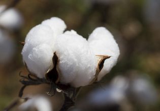 ΔΟΒ: Στις 6 Μαρτίου το 4ο Πανελλήνιο Συνέδριο για το βαμβάκι