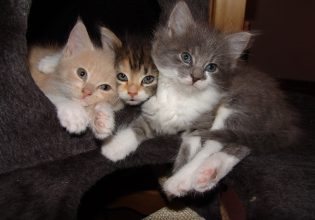 Γαλλία: Περισσότερες από 100 γάτες βρέθηκαν νεκρές σε «σπίτι του τρόμου»