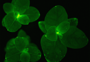 «Μεταλλαγμένο» φυτό που λάμπει κάνει ντεμπούτο σε φυτώρια