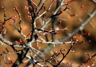 Δαμασκηνιά: Πώς να αντιμετωπίσετε τη μονίλια