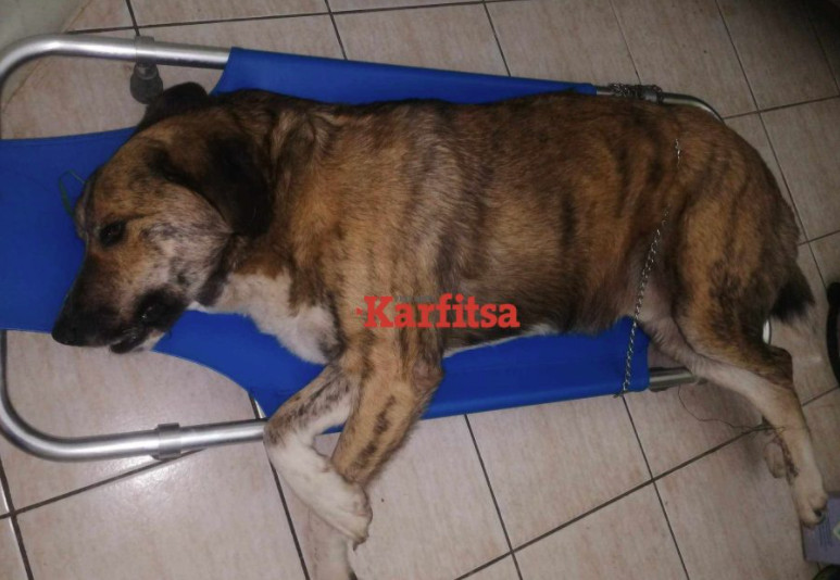 Κατερίνη: Πυροβόλησαν και σκότωσαν σκύλο - Πάνω από 30 σκάγια στο σώμα του