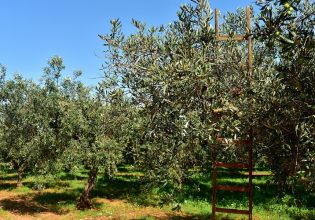 Ελιά: Οδηγίες για τη σωστή λίπανση – Τα θρεπτικά στοιχεία