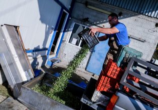 Ακριβό μου ελαιόλαδο – Η διαδρομή από τον παραγωγό μέχρι το ράφι