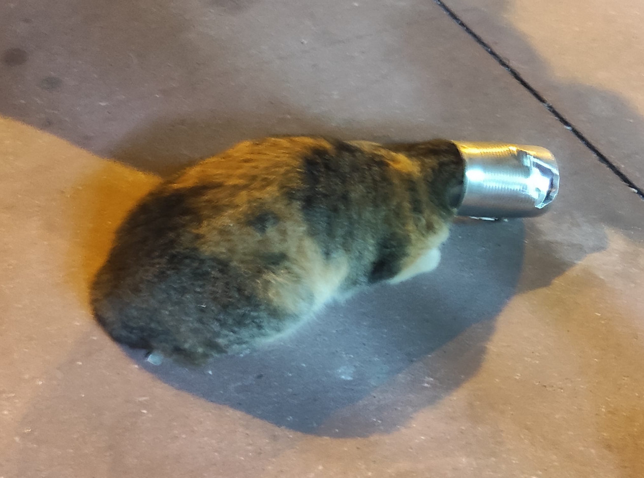 «Συναγερμός» στην Πυροσβεστική για γατάκι που εγκλωβίστηκε σε κονσερβοκούτι - Δείτε φωτογραφίες