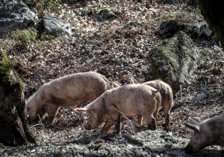 Κρούσμα αφρικανικής πανώλης των χοίρων στη Βόλβη – Θανατώθηκαν όλα τα ζώα