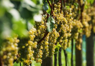 ΚΕΟΣΟΕ: Πώς προσαρμόζονται οι αμπελώνες της Ευρώπης στην κλιματική αλλαγή